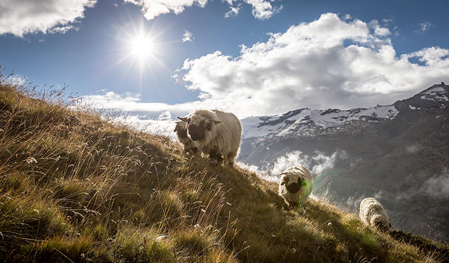 Ferienwohnung mieten Zermatt